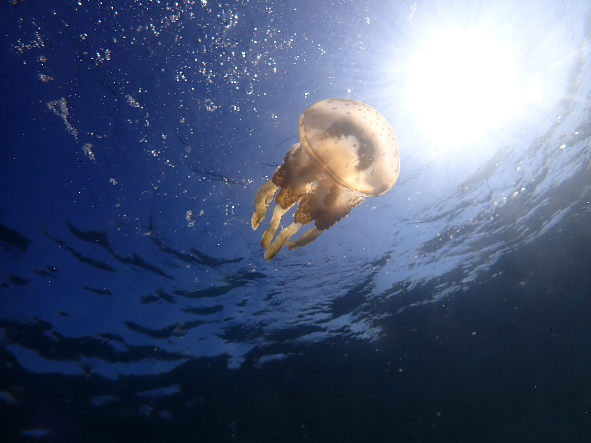 @rk.diving