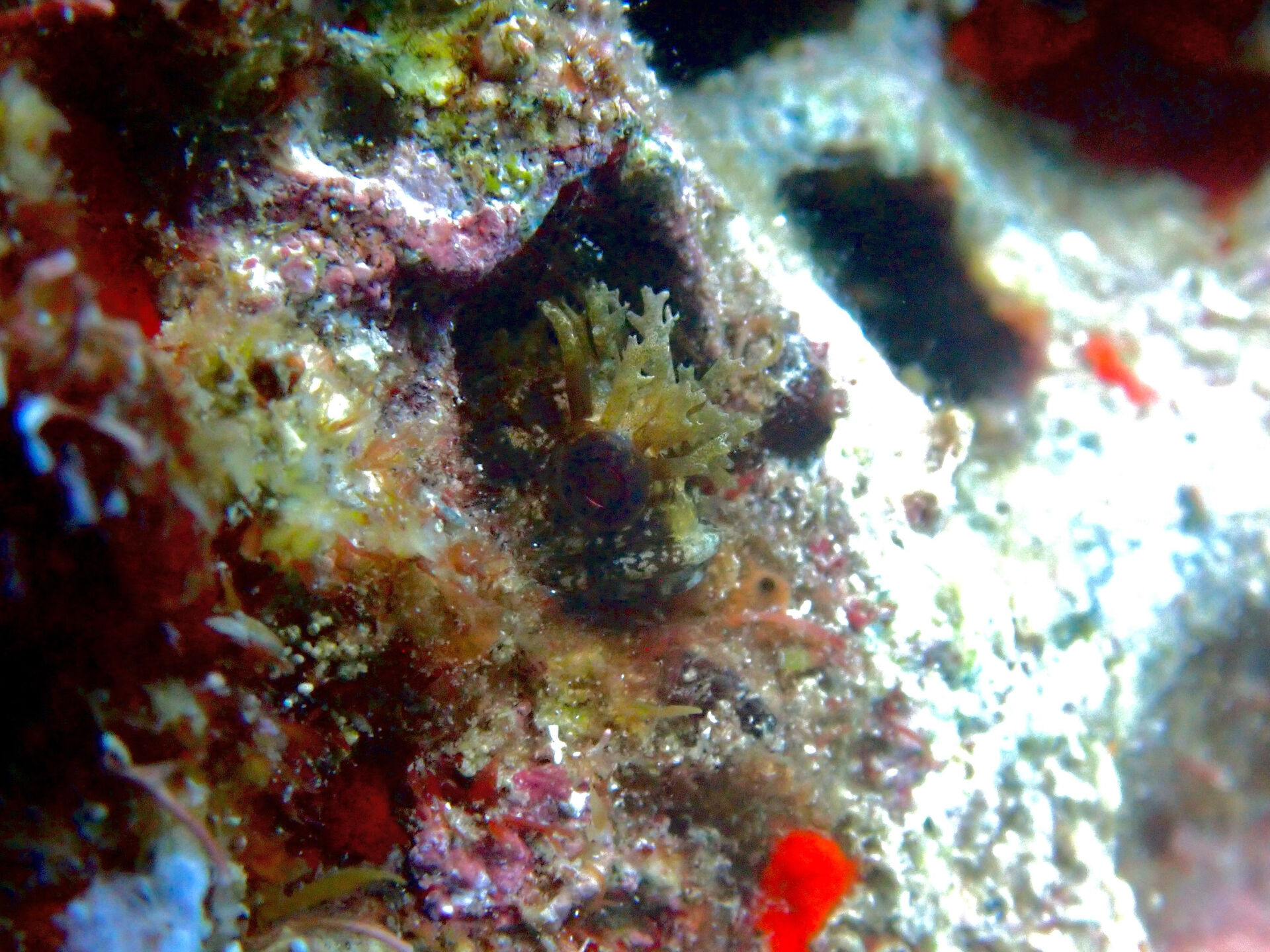 @rk.diving