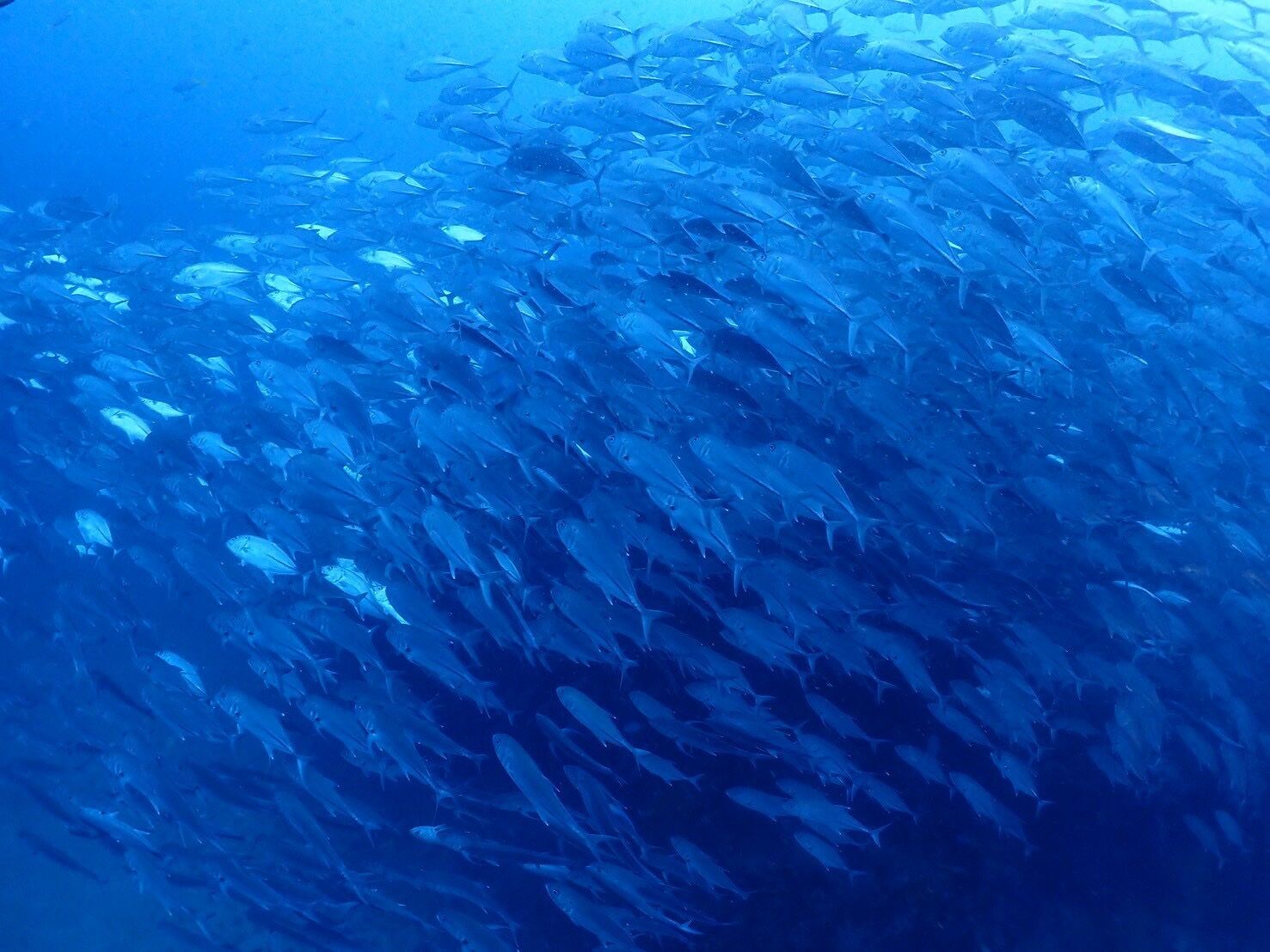 【タイ/タオ島】海外ダイビングめちゃくちゃ最高でした～♪