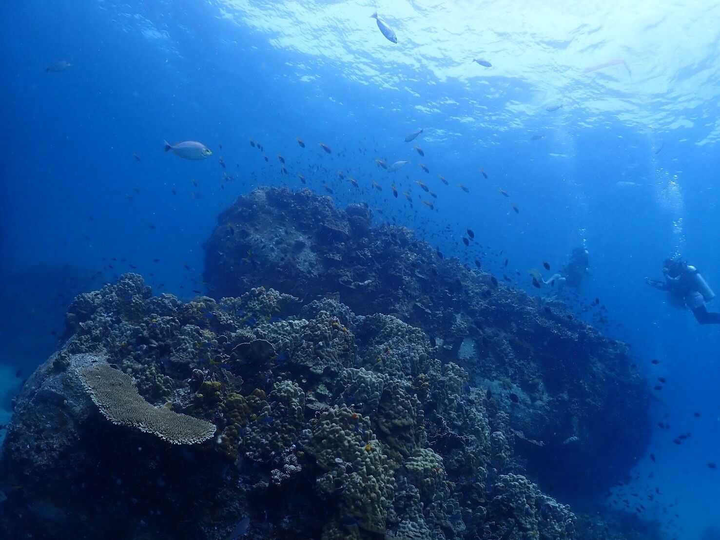 【タイ/タオ島】海外ダイビングめちゃくちゃ最高でした～♪