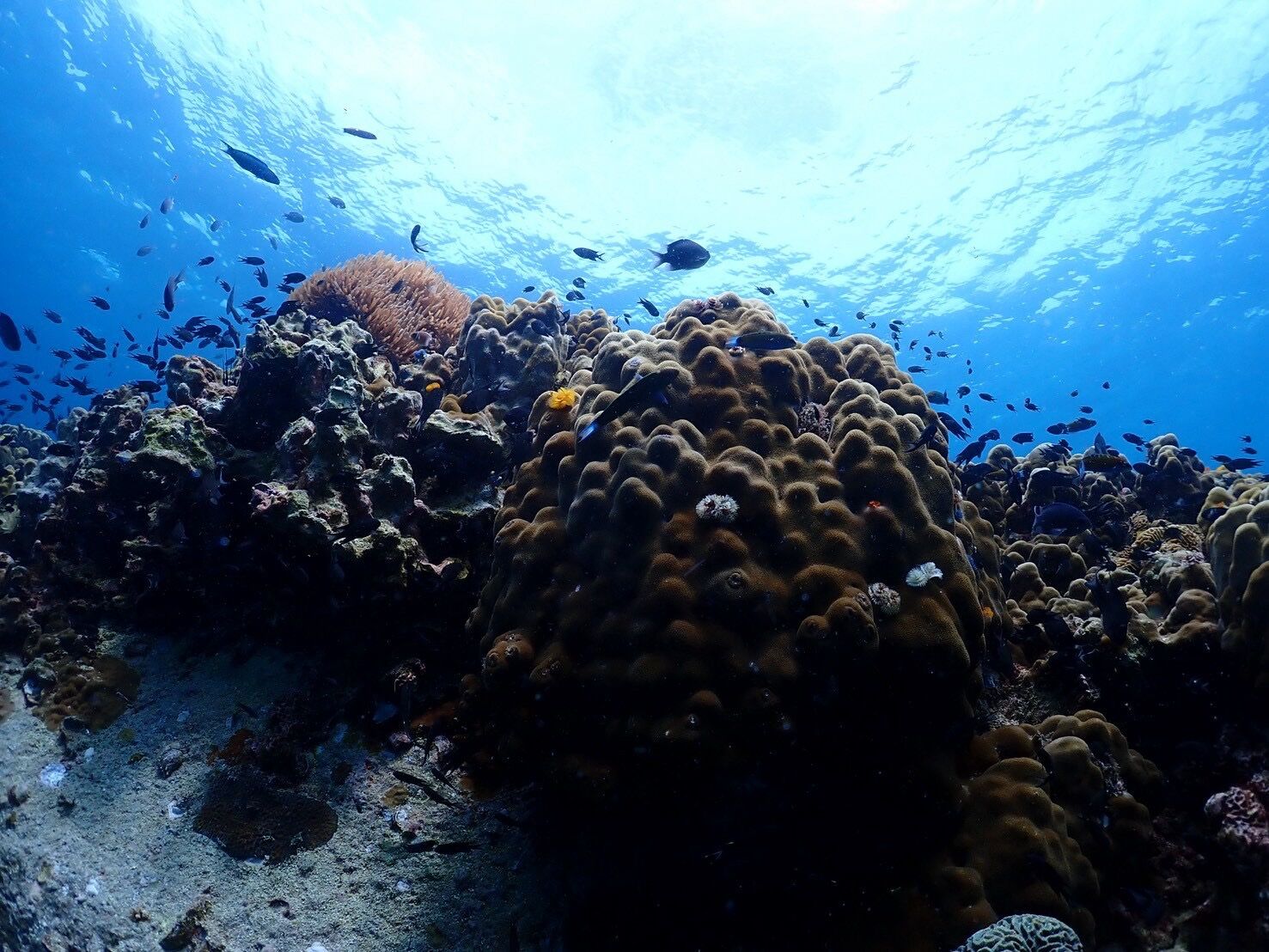 【タイ/タオ島】海外ダイビングめちゃくちゃ最高でした～♪