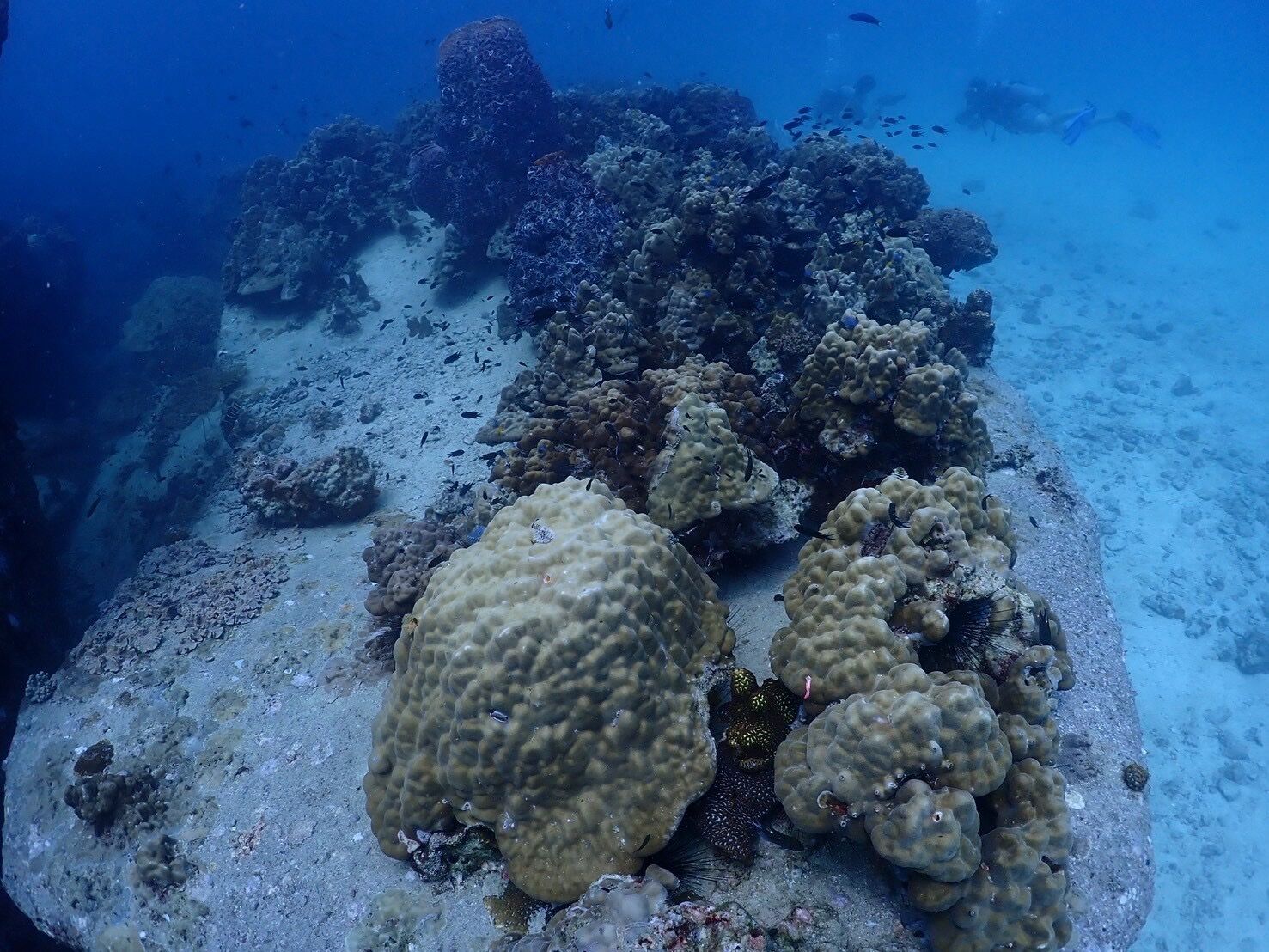 【タイ/タオ島】ダイビングスポット世界トップ３にはいる海！最高でした！！