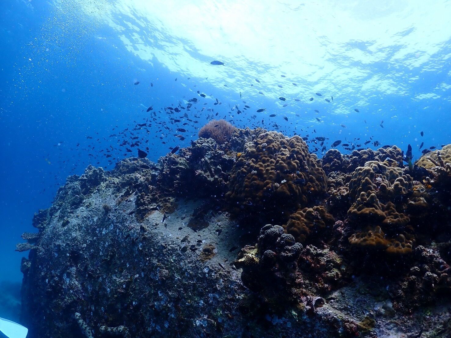 【タイ/タオ島】ダイビングスポット世界トップ３にはいる海！最高でした！！