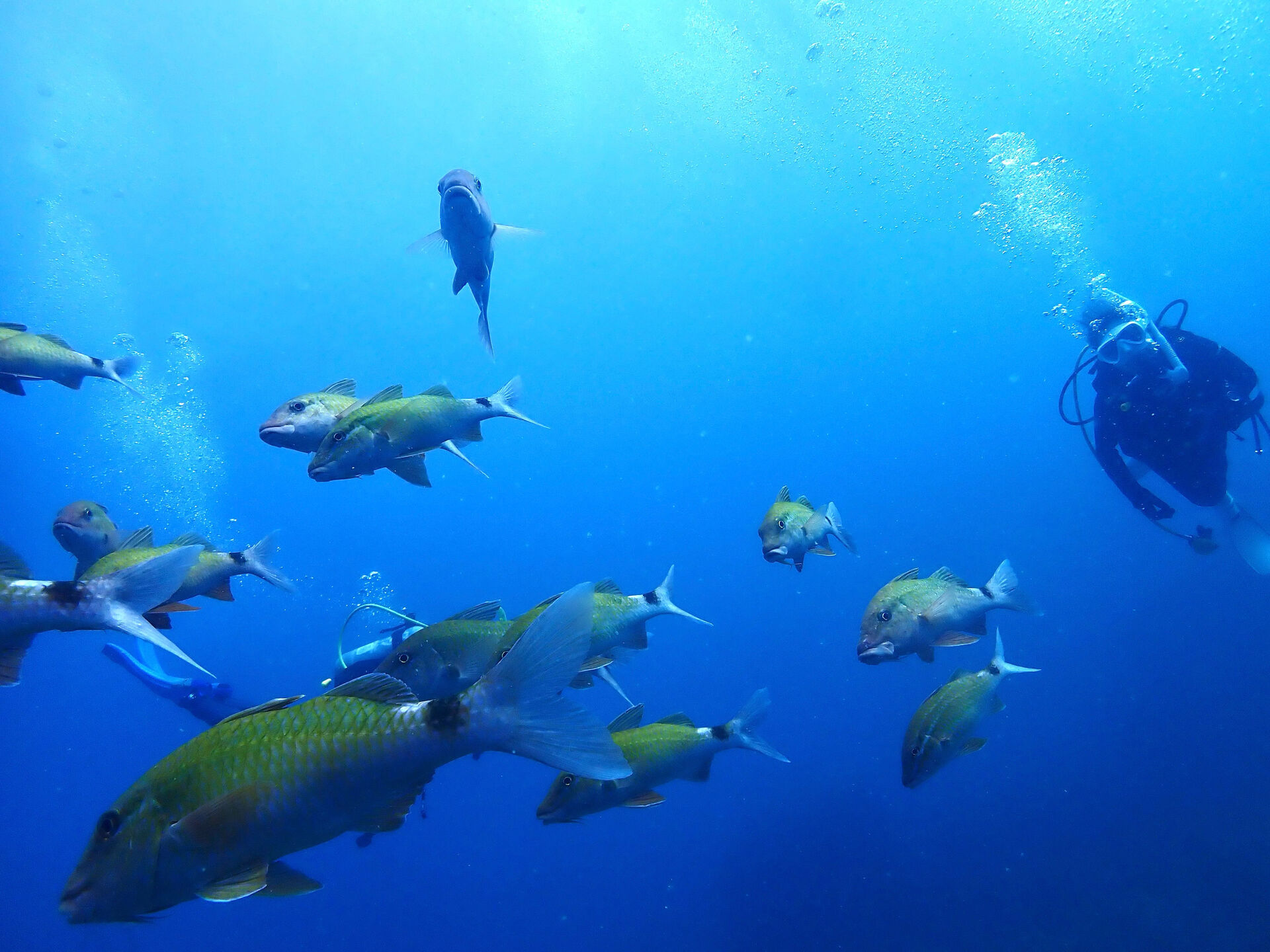 @rk.diving