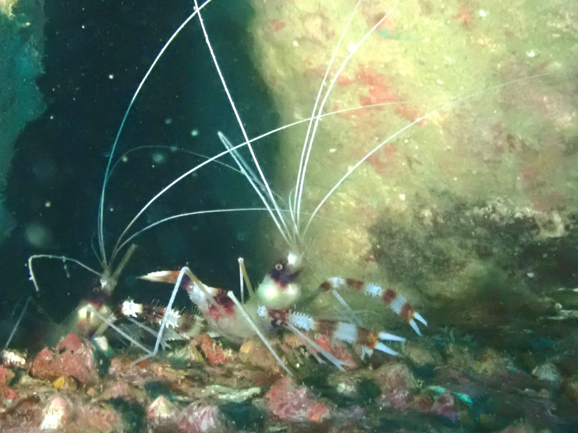 @rk.diving