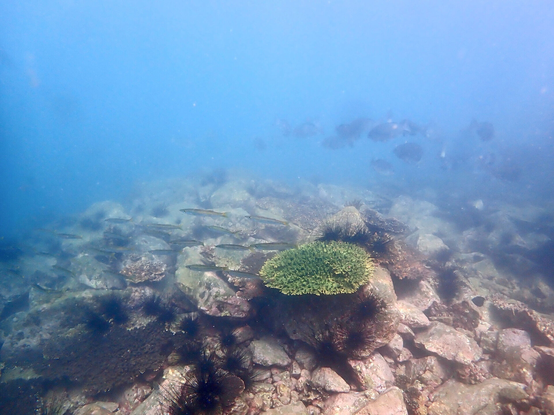@rk.diving