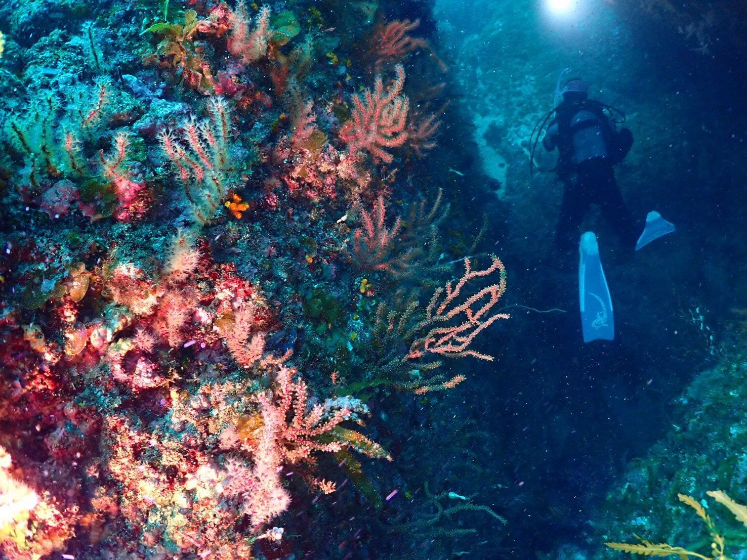 @rk.diving
