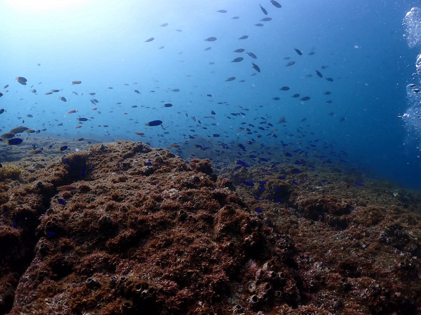 @rk.diving