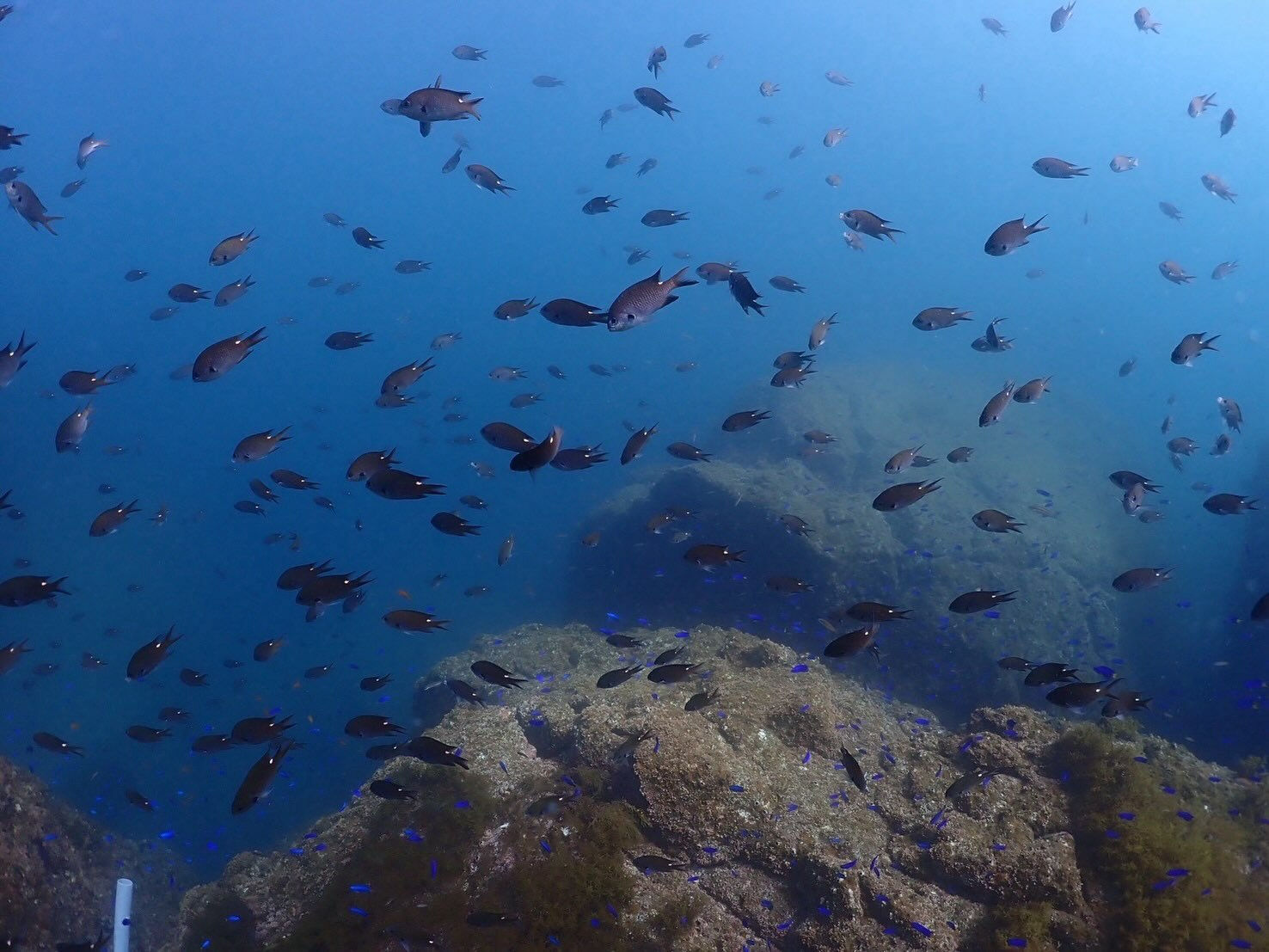 @rk.diving