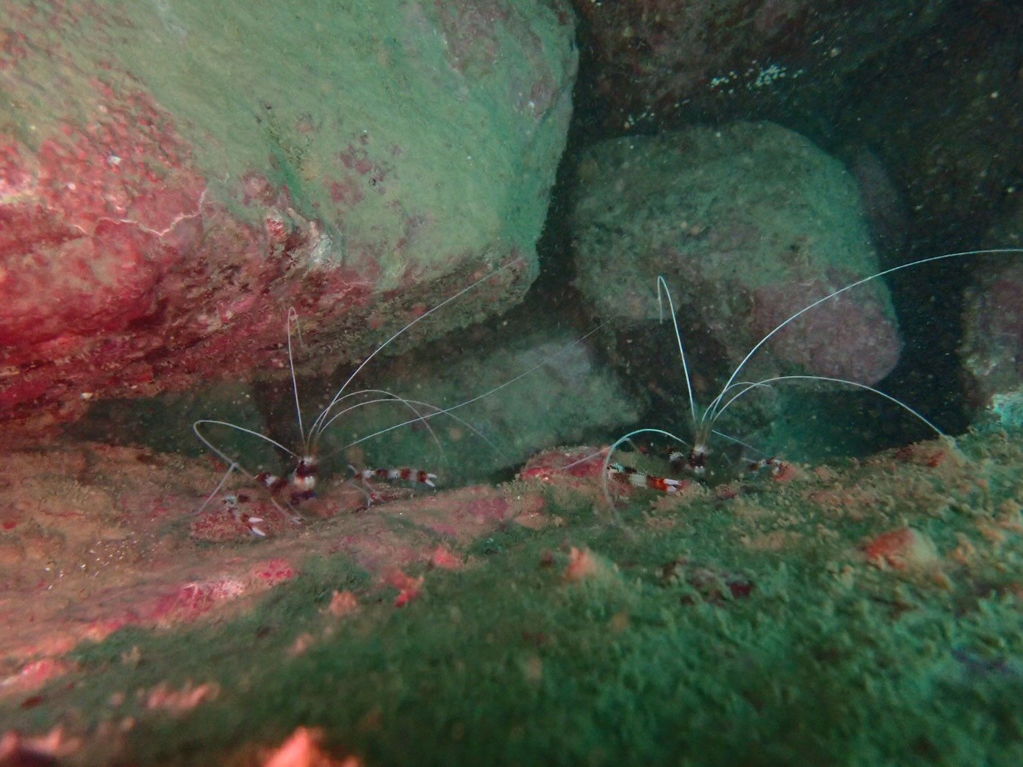 @rk.diving