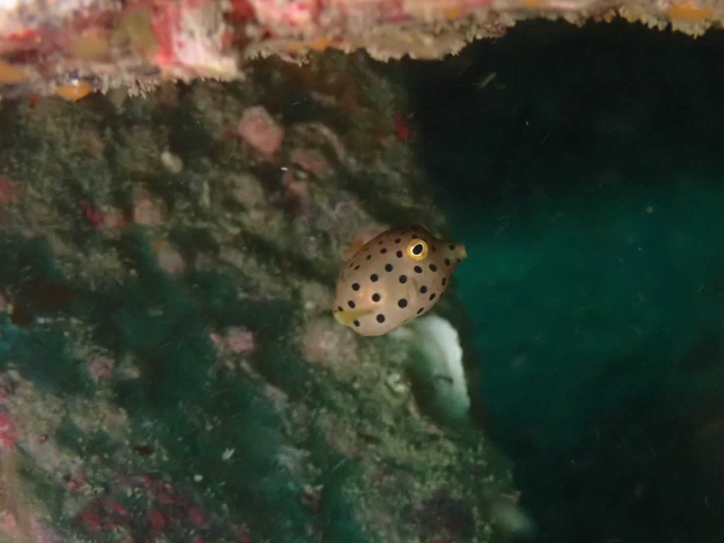 @rk.diving